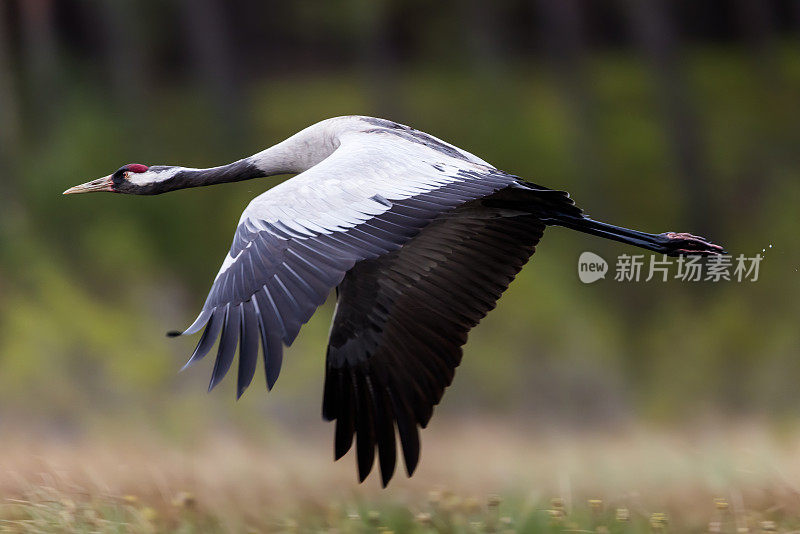 普通鹤(Grus Grus)